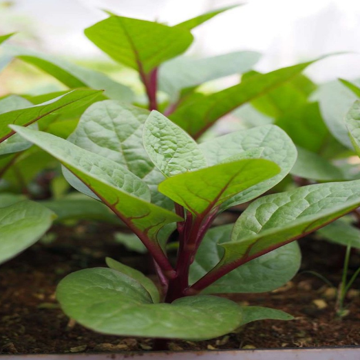 Hạt giống mùng tơi đỏ - Ảnh 1